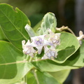 crown flower calotropis gigantea tayug eco park santa maria pangasinan 1280 7feb24