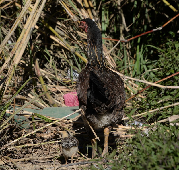 chicken_malico_pangasinan_1147_7feb24.jpg