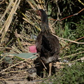 chicken malico pangasinan 1147 7feb24