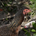 chicken malico pangasinan 1134 7feb24