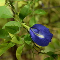 butterfly pea clitoria ternatea tayug eco park santa maria pangasinan 1304 7feb24