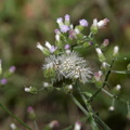 little ironweed cyanthillium cinereum agoo eco park la union 1421 8feb24