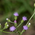 little ironweed cyanthillium cinereum agoo eco park la union 1424 8feb24