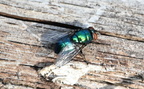 green bottle fly lucilia sericata farm 2417 30sep24