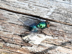 green bottle fly lucilia sericata farm 2414 30sep24