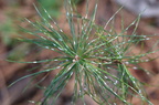 white pine pinus strobus farm 2406 30sep24