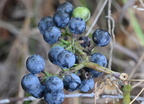 wild grape vitis riparia farm 2455 30sep24
