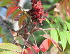 stags horn sumac rhus typhina farm 2439 30sep24