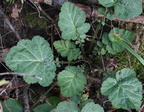 white avens geum canadense farm 2427 30sep24
