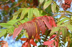 stags horn sumac rhus typhina farm 2437 30sep24