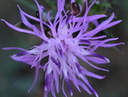 spotted knapweed centaurea stoebe farm 2407 30sep24