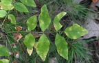 prickly ash Zanthoxylum americanum farm 2434 30sep24