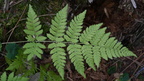 spinulose wood fern dryopteris carthusiana farm 2429 30sep24