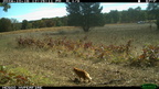 house cat farm trail camera 0013 16oct24