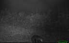 opossum farm trail camera 0096 17oct24