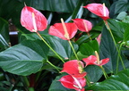 anthurium anthurium scherzerianum domes milwaukee 0458 11sep24
