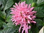 brazilian plume justicia carnea domes milwaukee 0476 11sep24