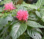brazilian plume justicia carnea domes milwaukee 0457 11sep24