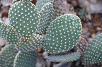bunny ears prickly pear opuntia microdasys domes milwaukee 0454 11sep24
