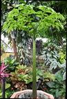 corpse flower amorphophallus titanum domes milwaukee 0488 11sep24