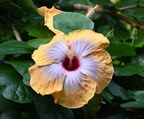 rosemallow hibiscus ovalifolius domes milwaukee 0480 11sep24