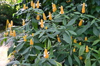 golden shrimp plant pachystachys lutea domes milwaukee 0471 11sep24