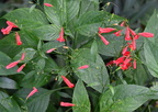 tropical wild petunia ruellia brevifolia domes milwaukee 0459 11sep24