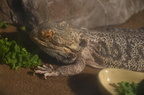steve bearded dragon domes milwaukee 0426 11sep24