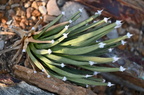 tufted agave agave albopilosa domes milwaukee 0455 11sep24