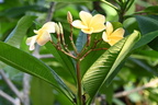 white frangipani plumeria alba domes milwaukee 0479 11sep24