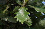 burr oak quercus macrocarpa des moines river rest area 0531 12sep24