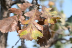 burr oak quercus macrocarpa des moines river rest area 0527 12sep24