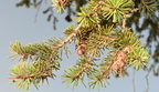 douglass fir pseudotsuga menziesii japanese garden souix falls 0634 12sep24