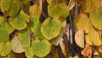 katsura cercidiphyllum japonicum japanese garden souix falls 0626 12sep24