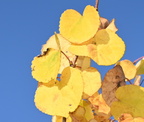 katsura cercidiphyllum japonicum japanese garden souix falls 0628 12sep24