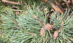 scotch pine japanese garden souix falls 0619 12sep24