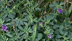 alfalfa medicago sativa dignity of earth and sky rest area chamberlain south dakota 0658 13sep24
