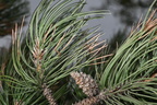 austrian pine pinus nigra dignity of earth and sky rest area chamberlain south dakota 0672 13sep24