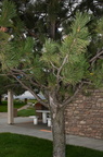 austrian pine pinus nigra dignity of earth and sky rest area chamberlain south dakota 0676 13sep24