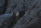 bighorn sheep ovis canadensis badlands 0877 13sep24