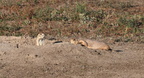 black tailed prairie dog cynomys ludovicianus badland 0871 13sep24