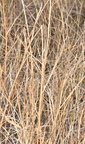 blackwell switchgrass panicum virgatum minuteman missile museum 0710 13sep24