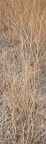 blackwell switchgrass panicum virgatum minuteman missile museum 0713 13sep24