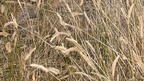 crested wheat grass agropyron cristatum minuteman missile museum 0716 13sep24