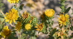 curly cup gumweed grindelia squarrosa badlands 0752 13sep24