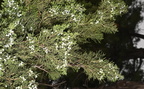 eastern red cedar juniperus virginiana dignity of earth and sky rest area chamberlain south dakota 0669 13sep24