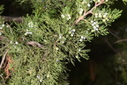 eastern red cedar juniperus virginiana dignity of earth and sky rest area chamberlain south dakota 0667 13sep24