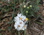 heath aster symphyotrichum ericoides 1880 town south dakota 0682 13sep24