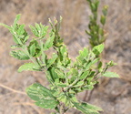 hoary vervain verbena stricta badlands 0750 13sep24