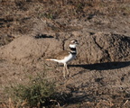 killdeer charadrius vociferus badlands 0860 13sep24